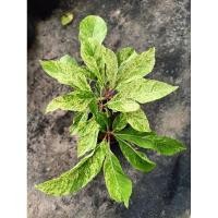 ราคา จิกนาด่าง-จิกน้ำด่าง(Indian oak Variegated )(Freshwater mangrove Variegated) (29213529805)