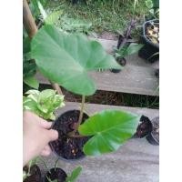 ราคา บอนหูช้างก้านลาย บอนกระดาษเขียว(ยักษ์) (11555141334)