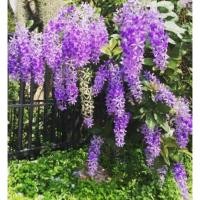 ราคา ต้นพวงครามออสเตรเลีย ต้นละ120บาท (10422575427)