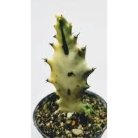 ราคา ยูโฟเบีย ด่างขาว ขนาดประมาณ 8*3CM (Euphorbia) แลคเทีย กระดูกมังกรขาว ไม้มงคล ไม้เสริมดวง #cactus #แคตตัส #กระบองเพชร (4441295738)