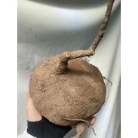 ราคา สบู่เลือดโขดสบู่เบือดว่านสบู่เลือดไม้โขด (6847482396)