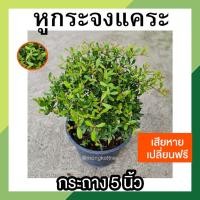 ราคา หูกระจงแคระ พร้อมกระถาง 5 นิ้ว ต้นหูกระจง หูกระจงแคระ ต้นแผ่บารมี ต้นไม้มงคล เสริมความสุขความเจริญให้แก่ชีวิต (10894444462)