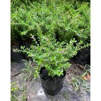 ราคา ต้นหลิวไต้หวัน ต้นหลิวดอกสีม่วง ไม้มงคล (ถุงเพาะ 5 นิ้ว) เลี้ยงง่าย ออกดอกตลอดปี (40205403840)