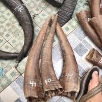 ราคา เขาควายยาว 40-44 ซม.หน่วย (40152671451)