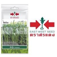 ราคา เมล็ดผักบุ้ง (Kangkong) ไผ่เงิน ตรา ศรแดง (7117689403)