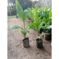 ราคา ต้นหมาก หมากทานได้ต้นกล้าพร้อมปลูก (7187702228)