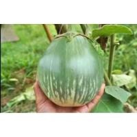 ราคา เมล็ดพันธุ์มะเขือเปราะยักษ์ ภูพาน ลูกใหญ่ที่สุดในไทย (28011675306)