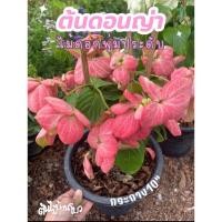 ราคา ต้นดอนญ่า กระถาง 10“ มีดอก 2 สีให้เลือก ขาว,ชมพู ไม้พุ่มประดับ (43652840150)