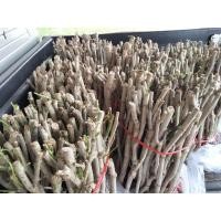 ราคา กิ่งพันธุ์ชะอม(ชะอมจากปักษ์ใต้) (17086204768)