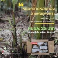 ราคา หน่อกล้วยหอมทองพันธุ์หอมปทุมแท้ ซื้อ10หน่อขึ้นไปราคาส่ง 20 บาท/หน่อ (16030471871)