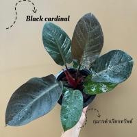 ราคา ต้นกุมารดำเรียกทรัพย์ (22347110961)