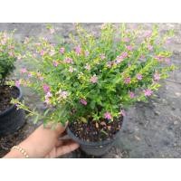 ราคา (1กระถาง) ต้น ดอก หลิวไต้หวัน ต้นหลิวไต้หวัน happy (15681190582)