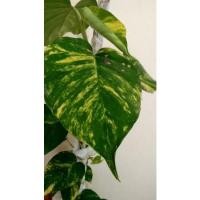 ราคา พลูด่าง อิพิด่าง ต้นไม้ด่าง พลูด่างยักษ์ (14111352118)