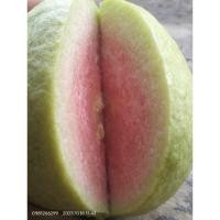 ราคา ฝรั่งไส้แดงเฟิ่นหงมี่ (27774146727)