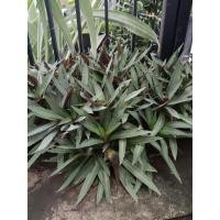 ราคา ว่านกาบหอย พืชคลุมดิน (25833737434)