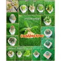 ราคา ต้นแคคตัส ต้นกระบองเพชร ราคาถูก แคคตัส ไม้อวบน้ำ กุหลาบหิน พร้อมส่ง (8753283115)