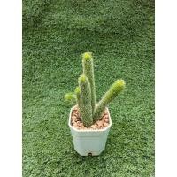 ราคา ต้นเก๋งจีน "หนอนชาเขียว" [Stapelianthus Pilosus] ไม้ในกระถาง2" (27763798258)