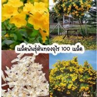 ราคา เมล็ดพันธุ์ต้นทองอุไร 100 เมล็ด ต้นไม้มงคล (24971655873)