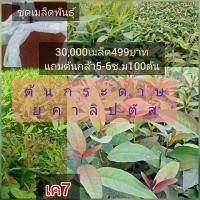 ราคา เมล็ดยูคาลิปตัส โตเร็ว ทนแล้ง ชุด 30000 เมล็ด แถมต้นกล้า ขนาดความสูง 5-6 เซน 100 ต้น ราคา 499 บาท (29594017390)
