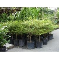 ราคา หูกระจงหรือแผ่บารมี 1 ต้น (11710487762)