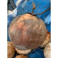 ราคา มะพร้าวแห้งจากสวนเองมะพร้าวแก่ลูกใหญ่,มะพร้าทึมทึบ,มะพร้าวอ่อนใช้ทำขนม,มะพร้าวจากสวนเอง,ปอกแล้ว (18474844291)