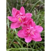 ราคา บัวดินชื่อZ.Flora Love ชุดละ4หัว50ดอกมาบ่อยติดเมล็ดดีเลี้ยงง่าย (22553691342)