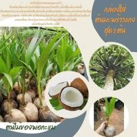 ราคา ต้นมะพร้าว​แกงพันธ์ุพื้นเมืองชุมพร​2ต้น​ (8063334298)
