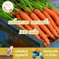 ราคา เมล็ดพันธุ์ แครอทจิ๋ว แครอทเบบี้ 300เมล็ด LittleFingers CarrotSeed เมล็ดพันธุ์แท้ นำเข้าจากต่างประเทศ ปลูกผักสวนครัว ดี (26502244982)