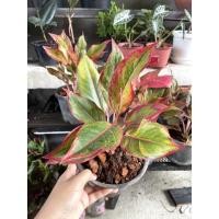 ราคา ต้นแสงเงินแสงทองหรือต้นรวยล้นฟ้า (12145886096)