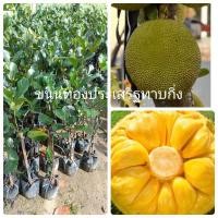 ราคา ขนุนทองประเสริฐกิ่งทาบขนาดต้น60-80ซม. (27018038871)