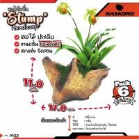 ราคา ขอนไม้ธรรมชาติ ตอไม้เรซิ่น สำหรับตกแต่งตู้ปลา ตู้ไม้น้ำ ตกแต่งสวน (แพค 6 ชิ้น) (21544117230)