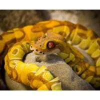 ราคา Ball Python Snake Articulated – Articulion Snake Toy (56405243426)