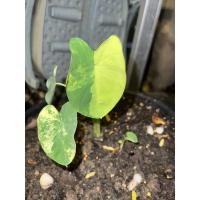 ราคา บอนนาญี่ปุ่นด่าง colocasia yellow splash (13742975866)