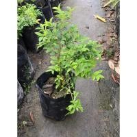 ราคา ต้นองุ่นบราซิลองุ่นต้นปลูกได้ในประเทศไทย ผลมีรสชาติหวาน กรอบ อร่อย ผลสีดำ กลม ติดผลดก (4977548974)