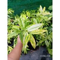 ราคา ไผ่ฟิลิปปินส์สีทอง ใบด่าง (29263538049)