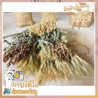 ราคา ช่อดอกหญ้าแห้งชุดใหญ่พิเศษ ดอกหญ้า หญ้าแห้ง ดอกหญ้าธรรมชาติ ดอกไม้แห้ง (8197657903)