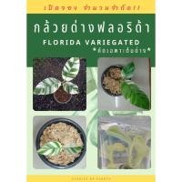 ราคา กล้วยด่างฟลอริด้าเพาะเลี้ยงเนื้อเยื่อ คัดด่างให้ทุกต้น (9842219046)