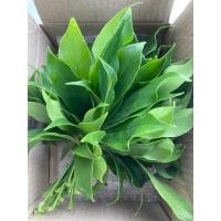 ราคา หนุมานประสานกาย​ ขายใบสดเอาไปทำยา​ เอาไปปลูกไม่ได้นะค่ะ​ ใบสดเก็บจากต้น​ 24ช่อ ประมาณ120-140ใบ (7161006842)