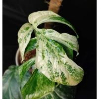 ราคา amydrium medium variegated (25763342851)