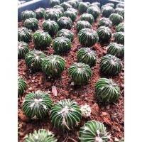 ราคา พร้อมส่ง!! คลื่นสมอง แคคตัส Stenocactus multicostatus เหมาะสำหรับมือใหม่ นักสะสม ของมันต้องมี (5868413666)