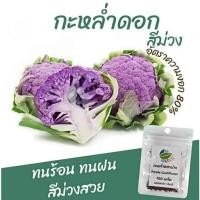 ราคา เมล็ดพันธุ์ กะหล่ำดอกม่วง ( purple cauliflower seeds ) บรรจุ 400 เมล็ด (52354946723)