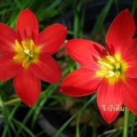 ราคา บัวดิน สีแดง แดงลำดวน 10 เมล็ด ว่านขุนแผนสะกดทัพ บัวจีน บัวฝรั่ง บัวสวรรค์ (11816639454)