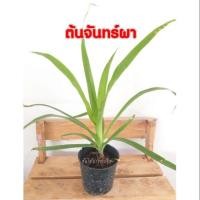 ราคา ต้นจันทร์ผา ไม้ประดับ (6230331626)