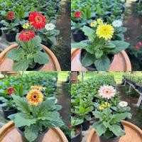 ราคา เยอบีร่าแคระ เยอบีร่าก้านสั้น (56350809821)