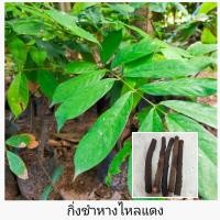 ราคา กิ่งชำ หางไหลแดง สำหรับเพาะชำ ชุด 5 กิ่ง (23824255129)