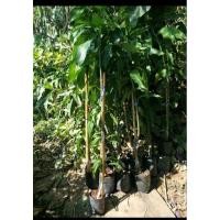 ราคา ต้นมะม่วงแก้วขมิ้นกิ่งทาบขนาด60-80ซม. (24659605152)