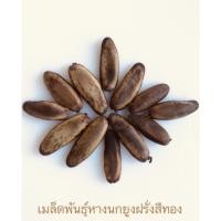 ราคา เมล็ดหางนกยูงฝรั่งสีทอง หางนกยูงฝรั่งสีเหลือง สำหรับเพาะเอง เมล็ดคัดสมบูรณ์ (2983765423)