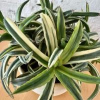 ราคา อากาเว่วิคตอเรียด่างแคระฟอร์มกอ (Agave Victoria Reginag) แคคตัส กระบองเพชร กระถาง4นิ้ว(ส่งทั้งกระถาง) (43373197328)