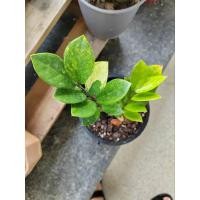 ราคา กวัก​มรกต​ด่าง​ กวัก​ด่าง​ (24063696405)