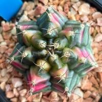 ราคา ❤️❤️มีส่งด่วน❤️❤️แคคตัส ไม้ชำหน่อ (R84)/Cactus/Gymno /Gymnocalycium /ยิมโนด่าง/ไม้ชำหน่อ (43073371239)